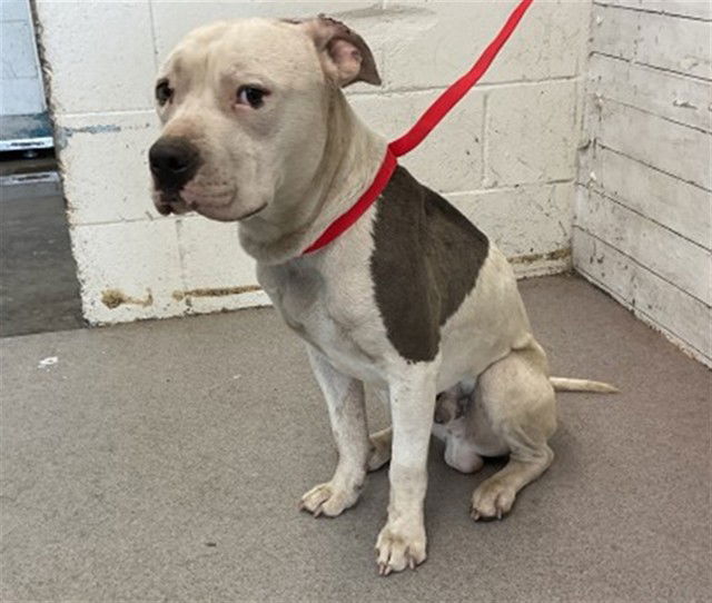 adoptable Dog in San Bernardino, CA named WILLIS