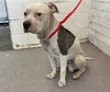 adoptable Dog in  named WILLIS