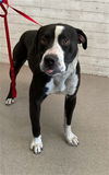 adoptable Dog in  named ELI