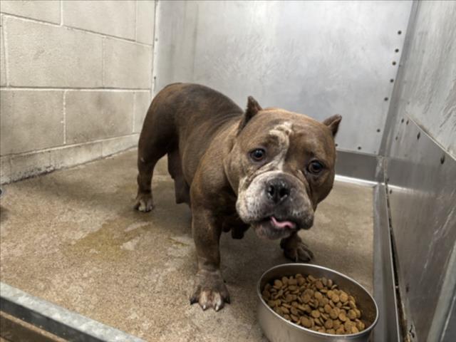 adoptable Dog in San Bernardino, CA named RAE