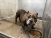 adoptable Dog in  named RAE