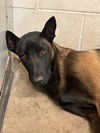 adoptable Dog in  named LUCAS