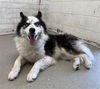 adoptable Dog in  named ETHAN