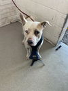 adoptable Dog in  named LEO