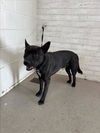 adoptable Dog in  named SAMUEL