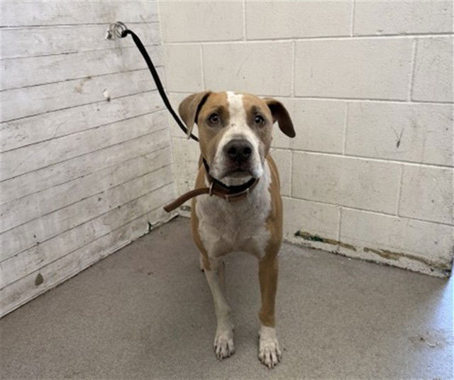adoptable Dog in San Bernardino, CA named JACK
