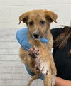 adoptable Dog in  named ISABELLA