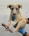 adoptable Dog in  named ALCIA