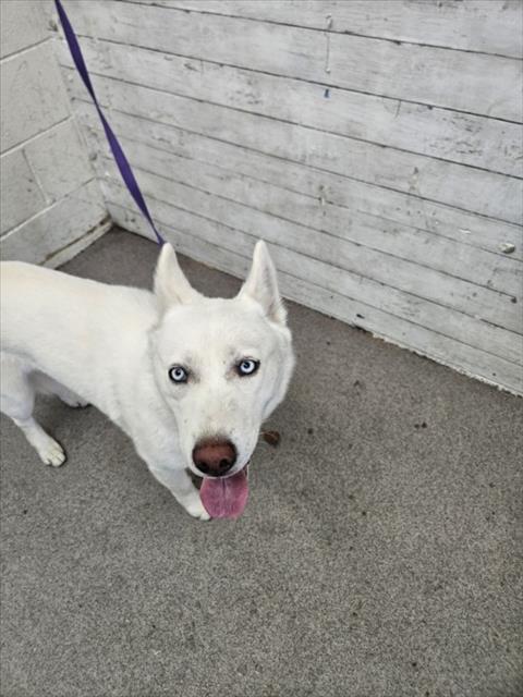 adoptable Dog in San Bernardino, CA named DULCIE