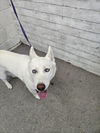 adoptable Dog in  named DULCIE