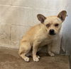 adoptable Dog in  named ELLIOT