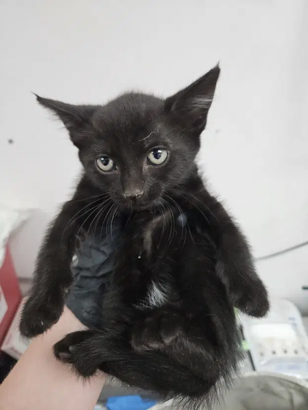 Salem - Domestic Short Hair