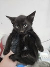 SALEM - Photo 1