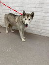 adoptable Dog in  named CATALINA