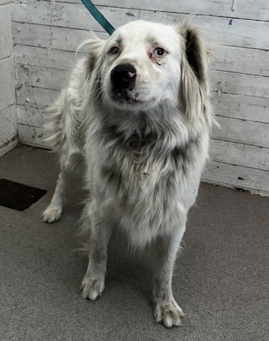 adoptable Dog in San Bernardino, CA named ESMERELDA