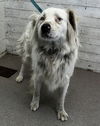 adoptable Dog in  named ESMERELDA