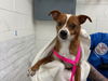 adoptable Dog in  named CHIEF