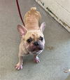 adoptable Dog in  named MARTIN