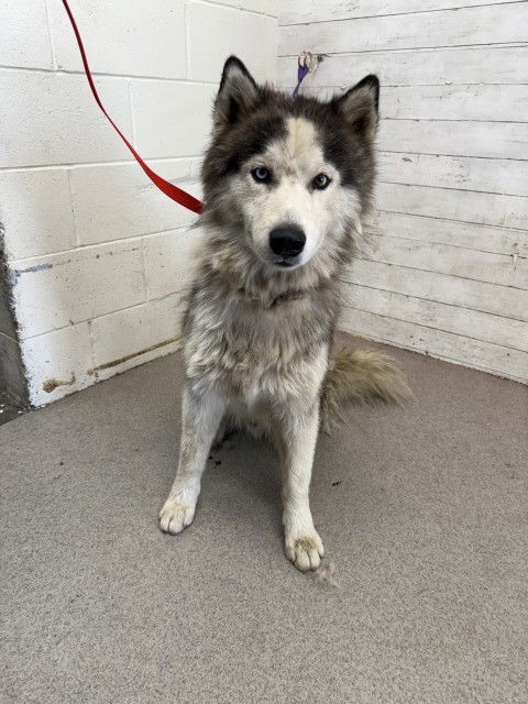 adoptable Dog in San Bernardino, CA named JIMMY