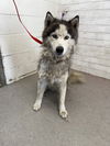 adoptable Dog in  named JIMMY