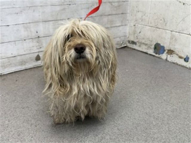 adoptable Dog in San Bernardino, CA named WESLEY
