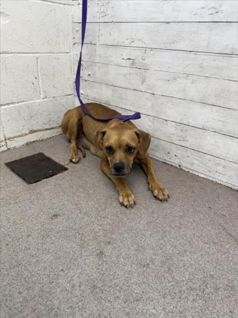 adoptable Dog in San Bernardino, CA named POPPY