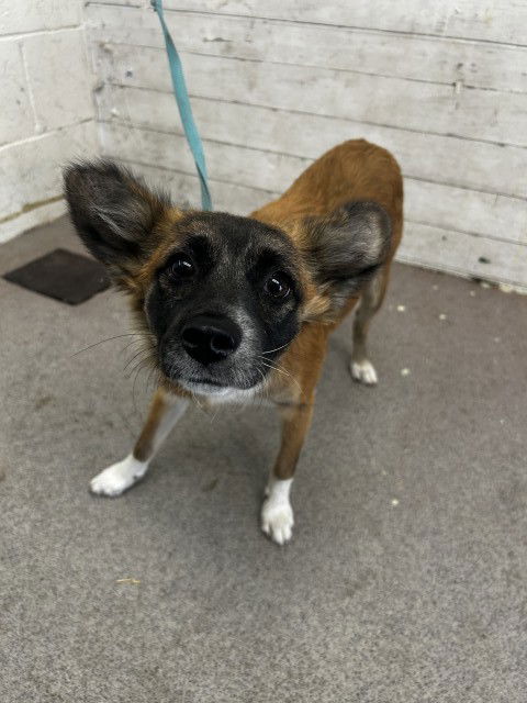 adoptable Dog in San Bernardino, CA named SADIE