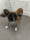 adoptable Dog in  named SADIE