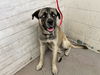 adoptable Dog in  named ELLIOT