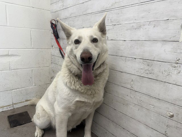 adoptable Dog in San Bernardino, CA named OLIVIA