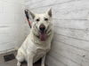 adoptable Dog in  named OLIVIA