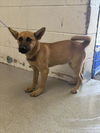 adoptable Dog in  named DOXY
