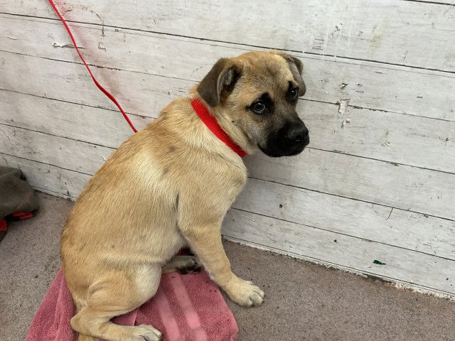 adoptable Dog in San Bernardino, CA named NACHO