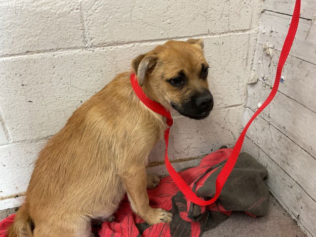 adoptable Dog in San Bernardino, CA named CHURRO