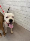 adoptable Dog in  named AMELIE
