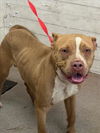 adoptable Dog in  named JEAN