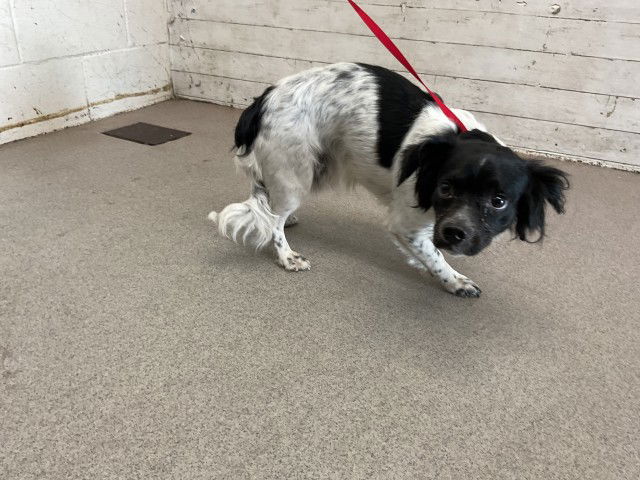 adoptable Dog in San Bernardino, CA named DUKE