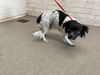 adoptable Dog in  named DUKE