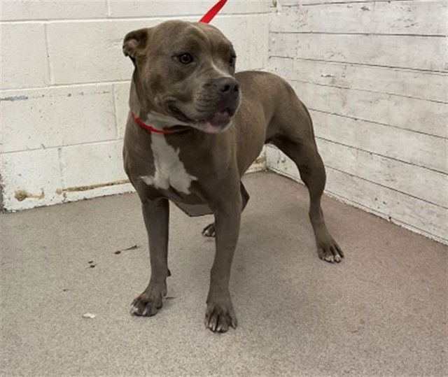 adoptable Dog in San Bernardino, CA named LAYLA