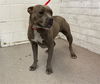 adoptable Dog in  named LAYLA