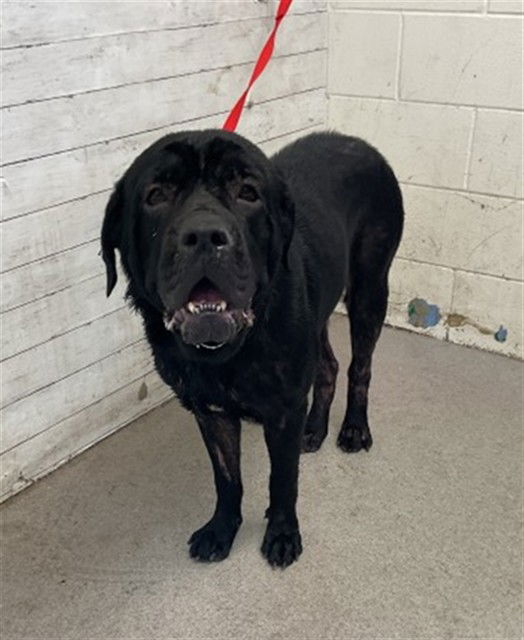 adoptable Dog in San Bernardino, CA named ERWIN