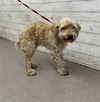 adoptable Dog in  named COLBY