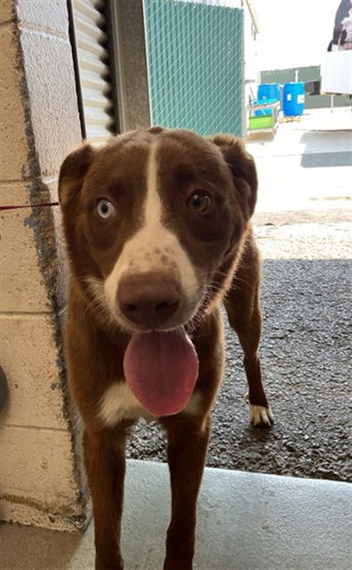 adoptable Dog in San Bernardino, CA named MALCOLM