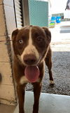 adoptable Dog in  named MALCOLM