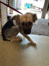 adoptable Dog in  named LANGSTON
