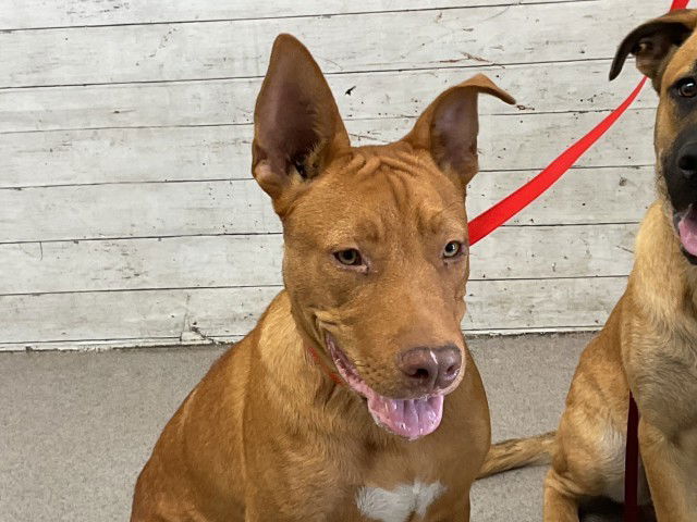 adoptable Dog in San Bernardino, CA named ORION