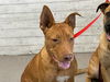adoptable Dog in  named ORION