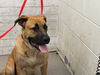 adoptable Dog in  named SIRUIS