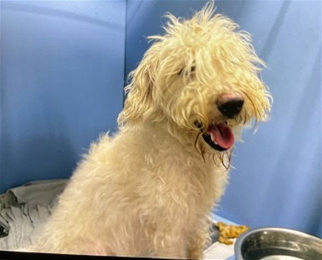 adoptable Dog in San Bernardino, CA named WINSTON