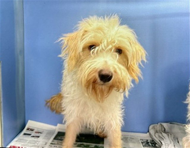 adoptable Dog in San Bernardino, CA named NELSON